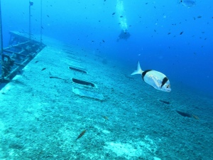 Zenobia Wreck